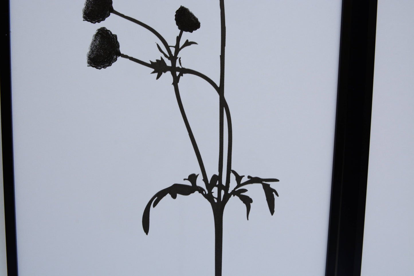 Cosmos