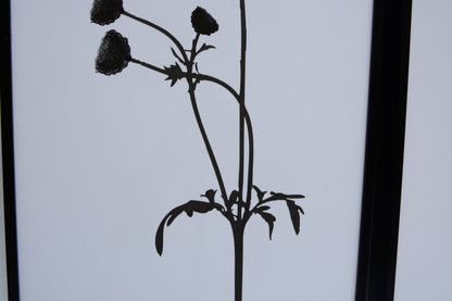 Cosmos