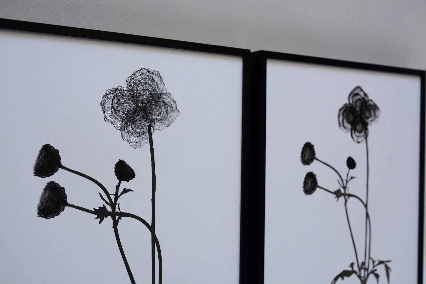 Cosmos