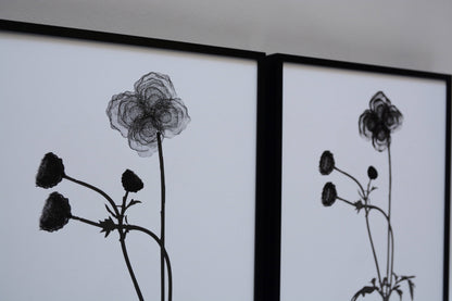 Cosmos