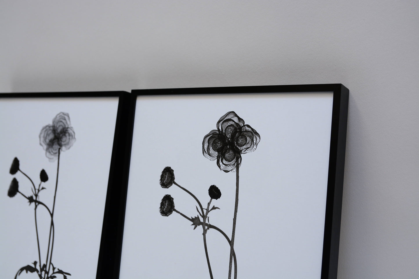 Cosmos