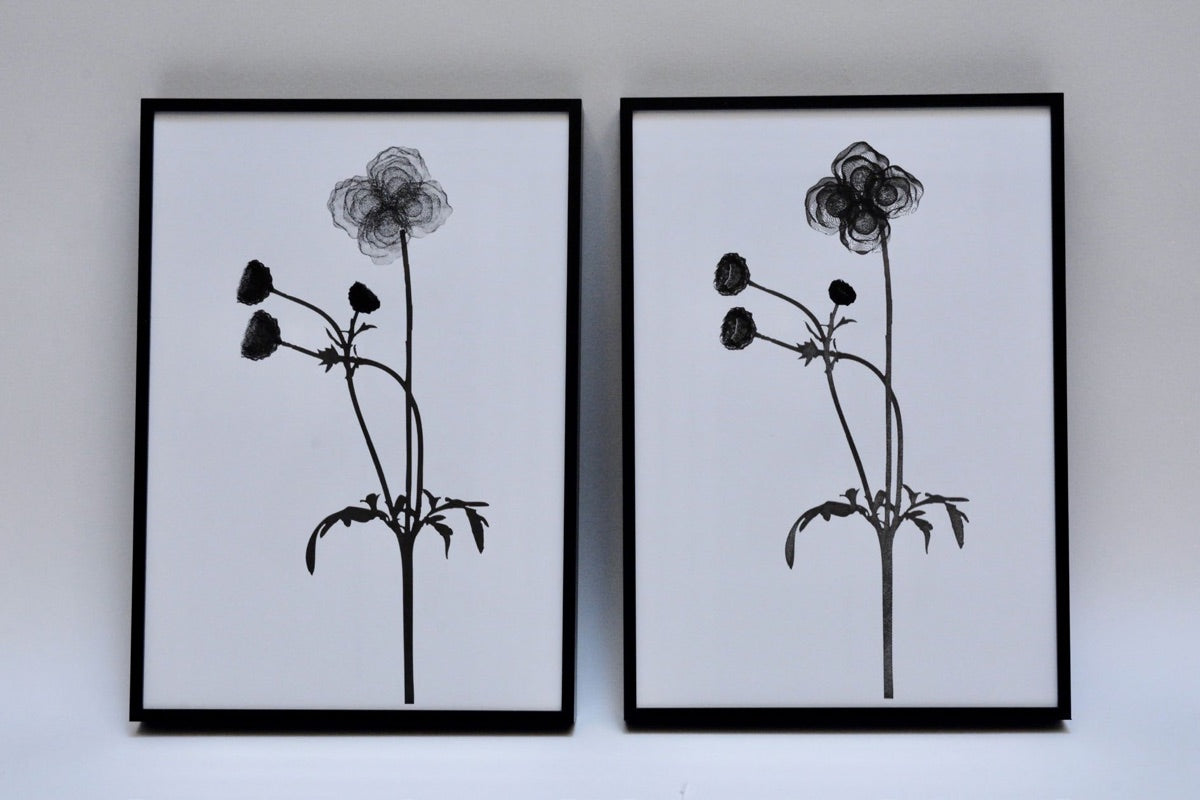 Cosmos