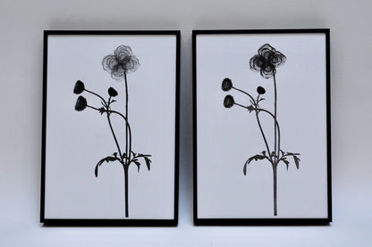 Cosmos