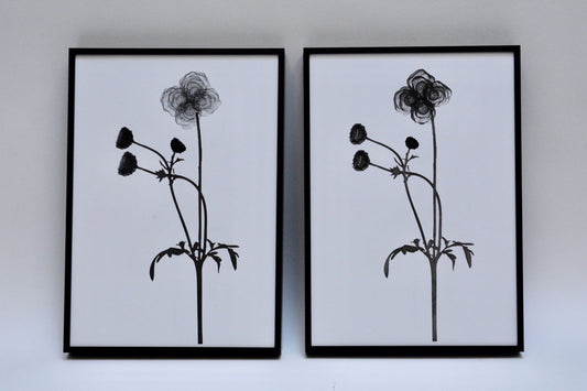 Cosmos
